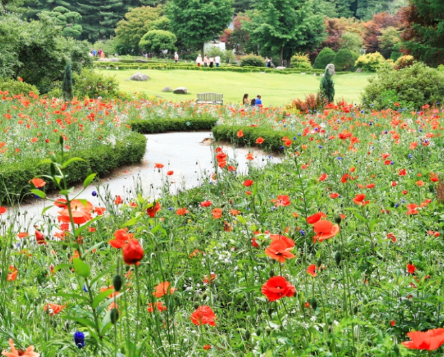 아침고요수목원 수국전시회