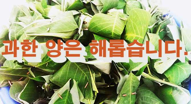 일일 권장 섭취량: 과도한 섭취 주의