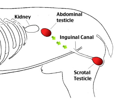고양이고환구조