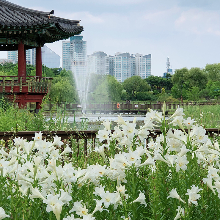 한밭수목원-백합