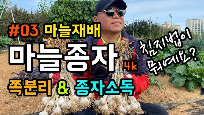 쪽마늘 재배 파종 깊이 흑비닐 피복 월동 준비_2