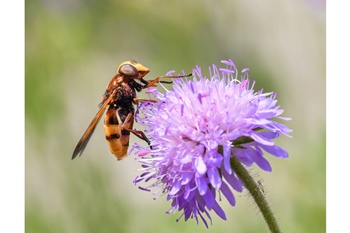 꽃가루 지수 / 꽃가루 알레르기, 어떻게 예방할까?