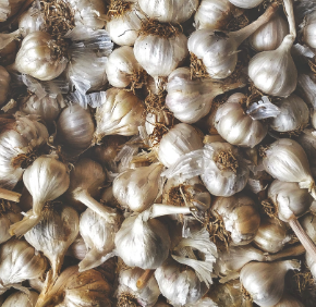 마늘 효능 효과 부작용 당뇨 혈관 건강