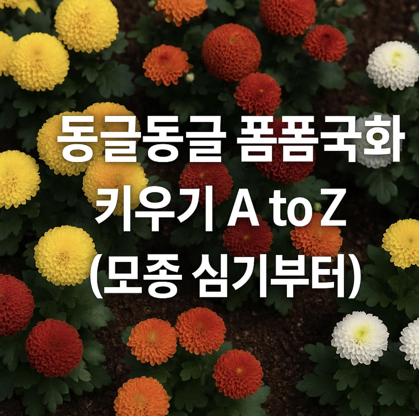 동글동글 폼폼국화 키우기 A to Z (모종 심기부터)