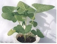 곰취 재배 상토 선택 통풍 관리 병충해 예방_1