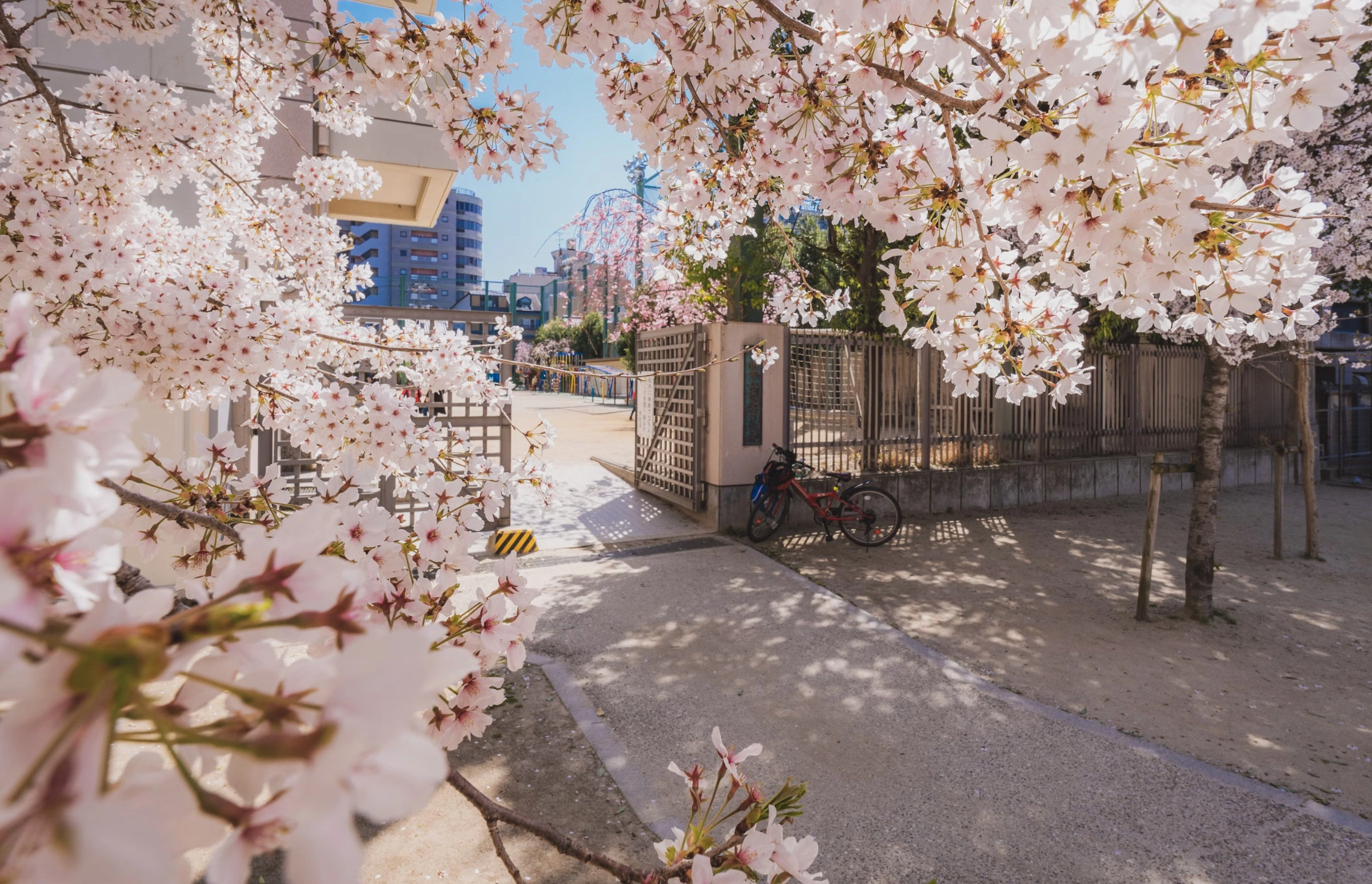 영암 벚꽃축제 주차장