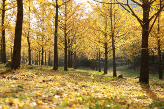 에버랜드 비밀의 은행나무숲 숲 치유