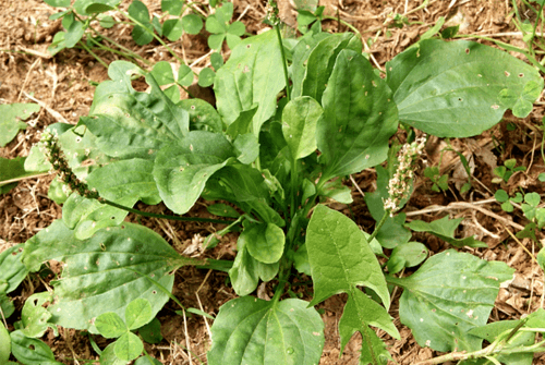 차전자피의 효능 핵심은 '이것'