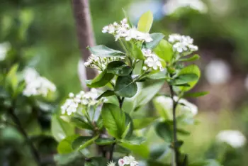 아로니아 효능 및 영양소&amp;#44; 먹는 방법