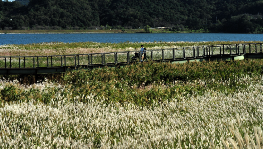 신성리 갈대밭