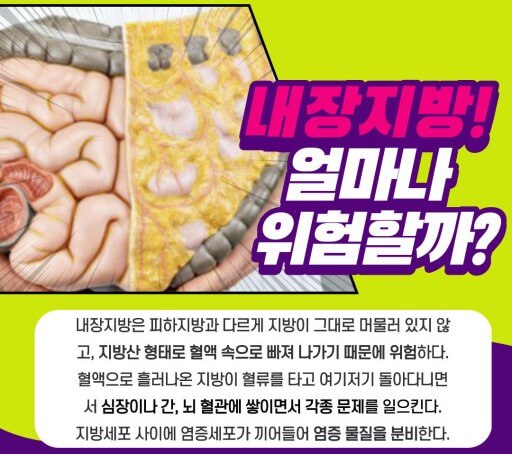 내장 지방의 위험성