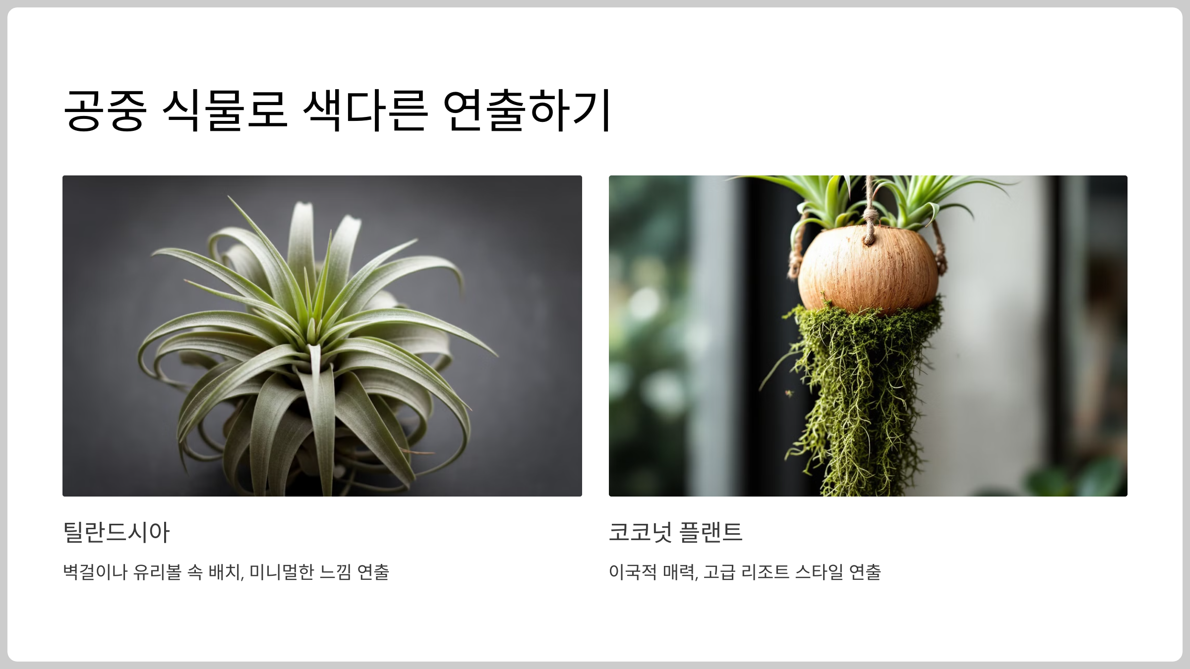 공중 식물로 색다른 연출하기
