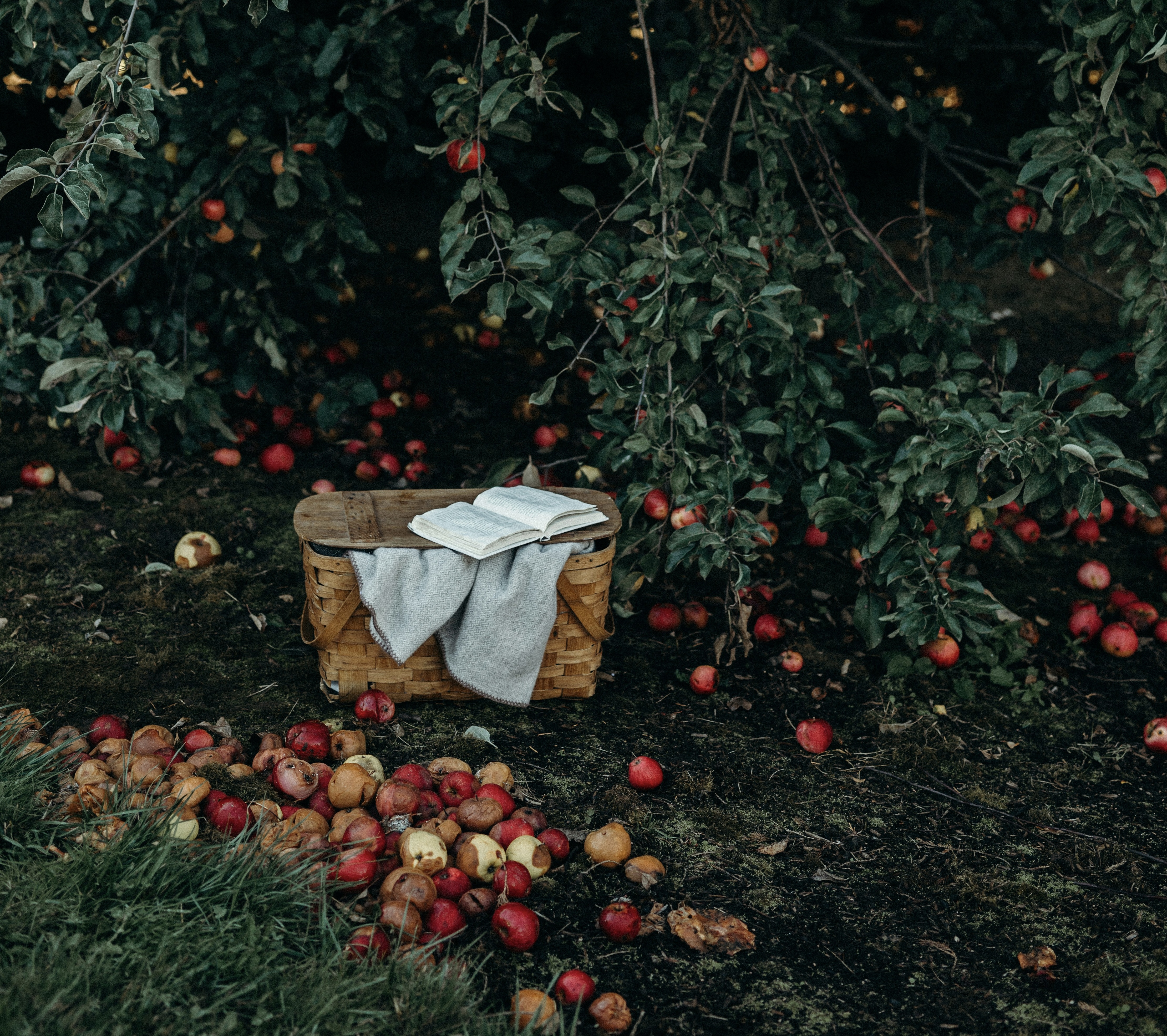 가을 사과나무 아래 책과 바구니, 따뜻한 계절 독서 감성