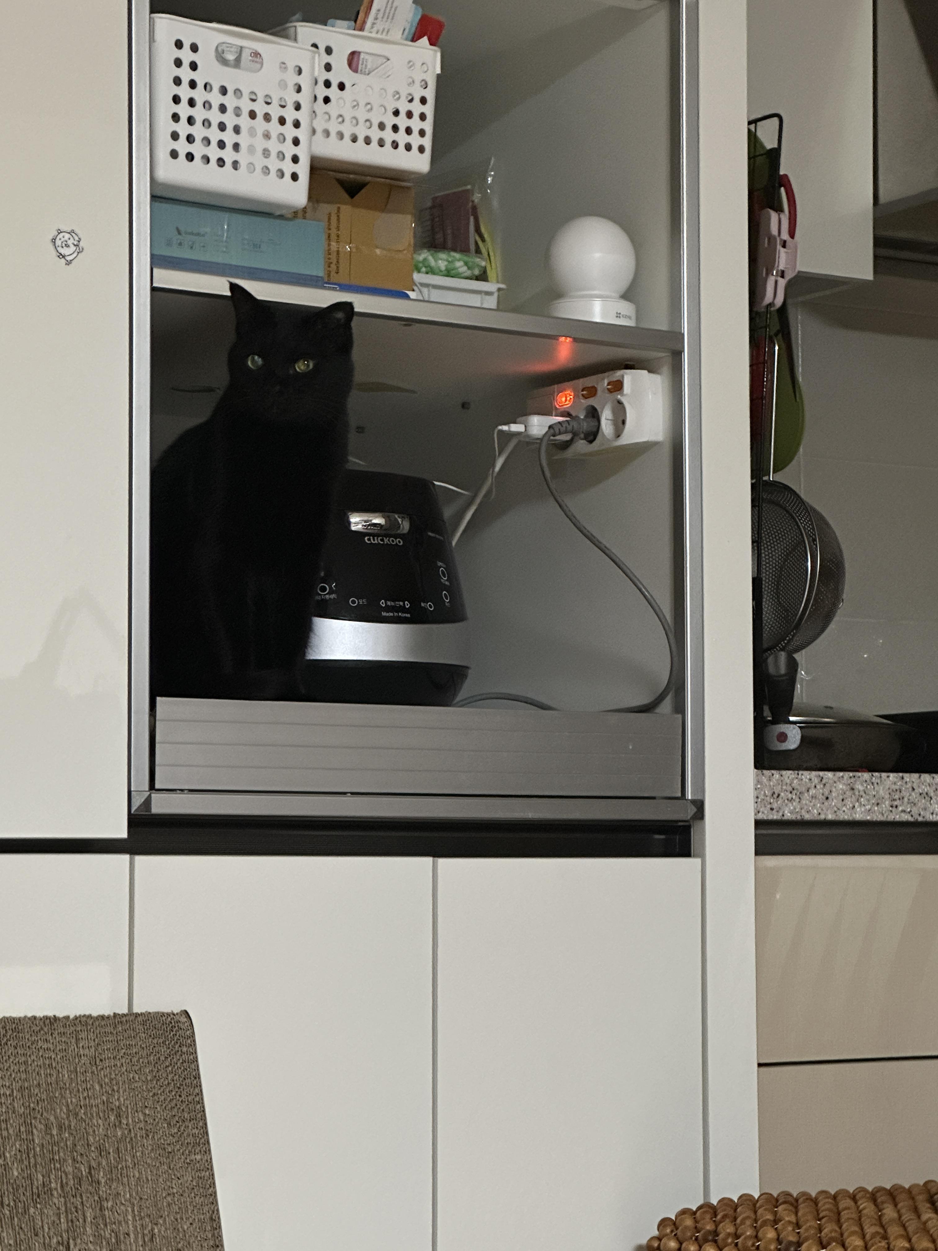 간식_지정석에_앉아서_엄마를_쳐다보는_올블랙고양이_건이