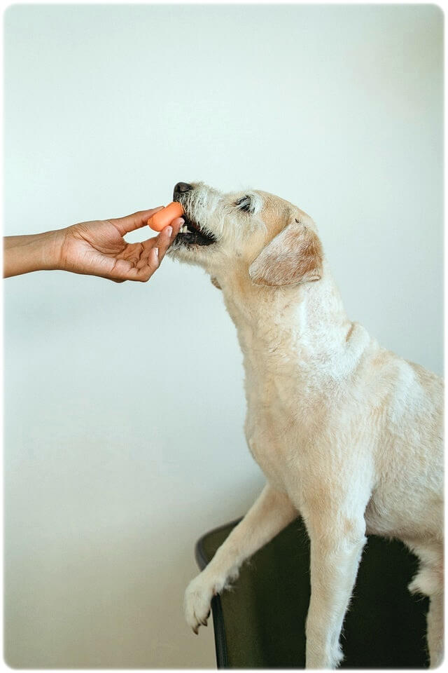 강아지 피부에 좋은 음식