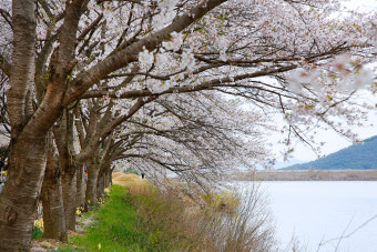 개암사 벚꽃길