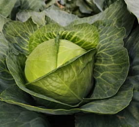 역류성식도염에 좋은 음식 영양제 식단