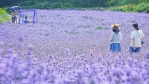 고창 라벤더