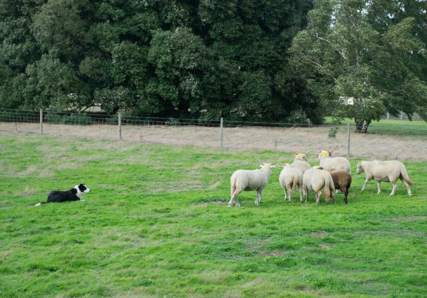 양 몰이 중인 보더콜리