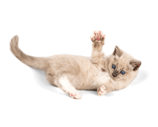 고양이 꿈해몽 풀이