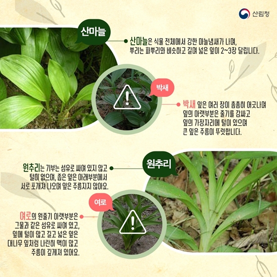 산나물 약초 구별법