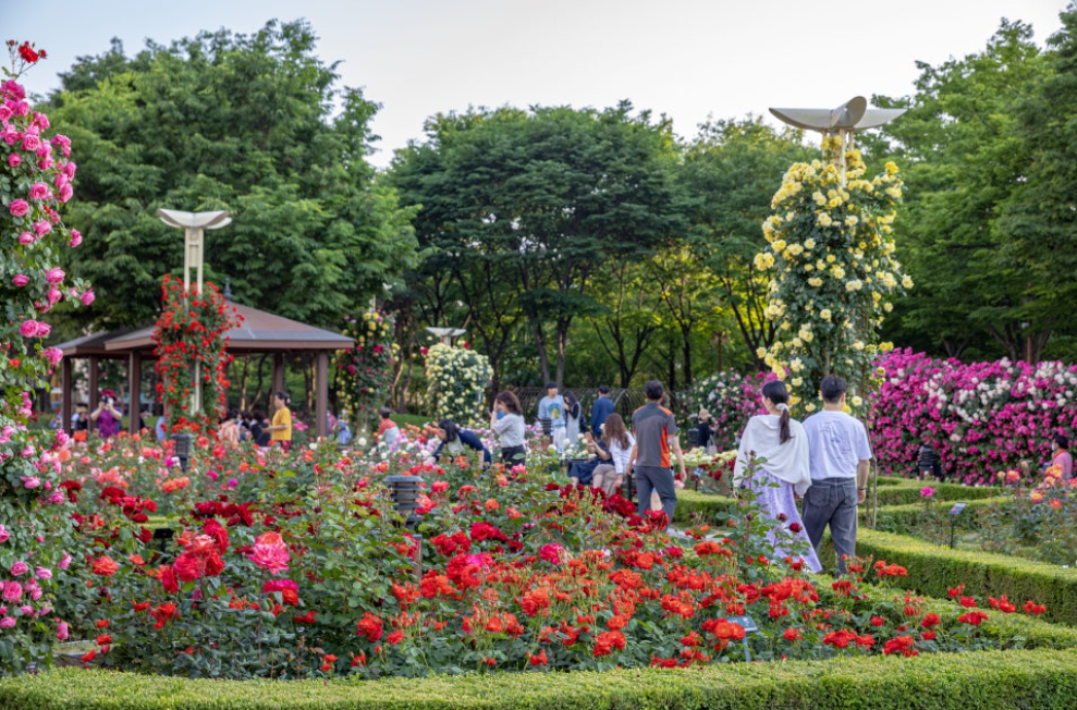 대구 이곡 장미공원 장미축제