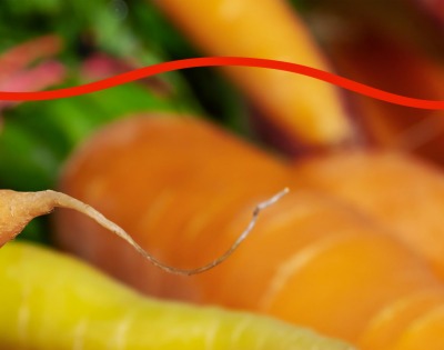 당근 효능 부작용