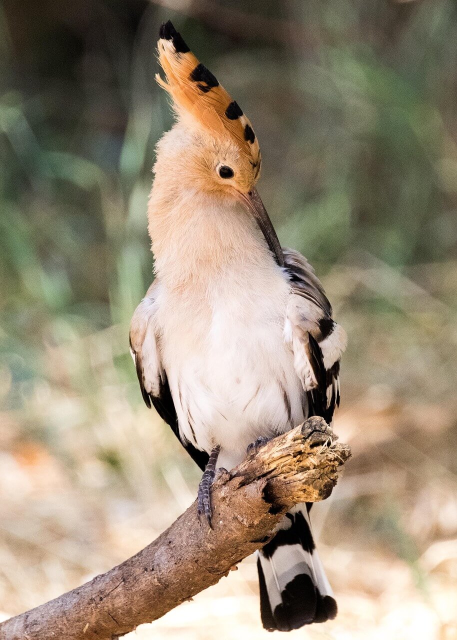 후투티의 휴식 행동과 에너지 관리 방식