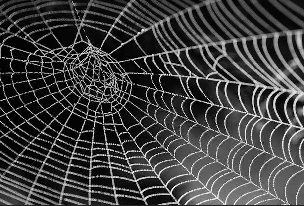 거미가 인간에게 제공하는 미세 해충 통제 서비스 연구