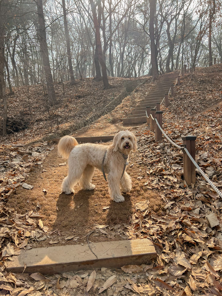 미세먼지 강아지 산책