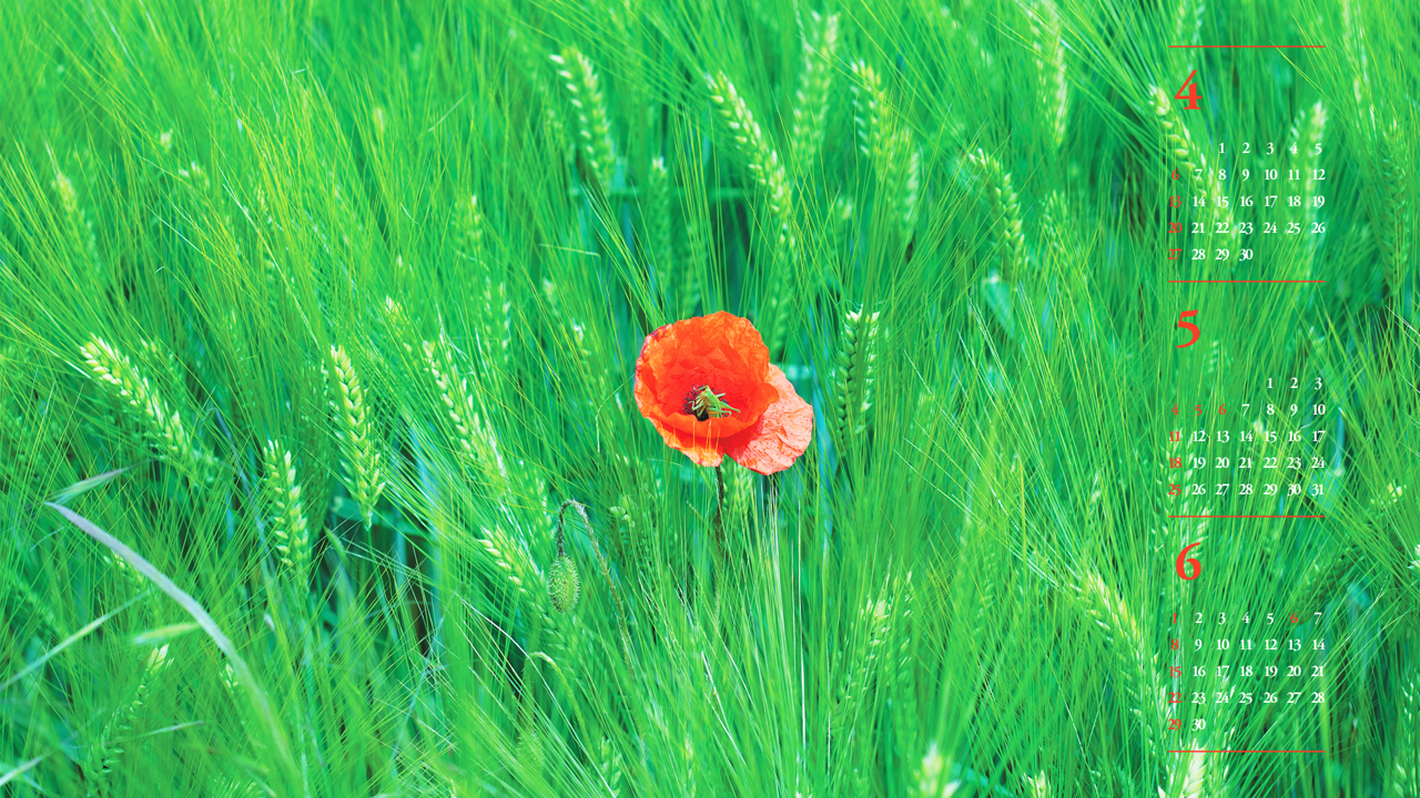 07 청보리밭의 꽃양귀비 B - 2025년5월 노트북배경화면
