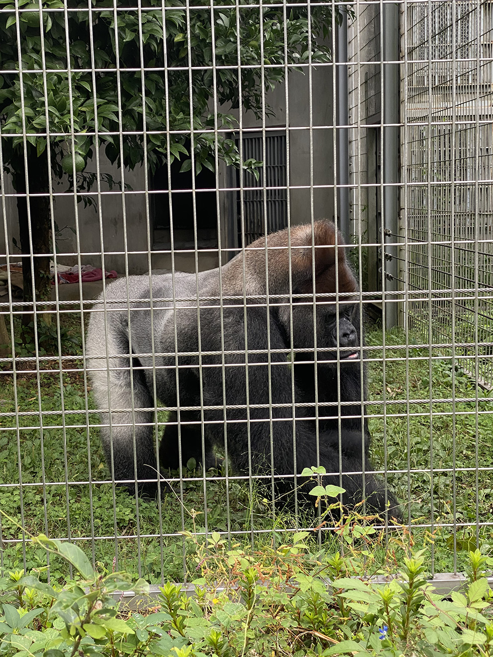 이누야마몽키센터