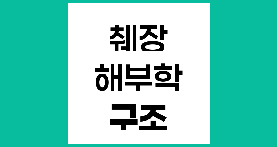 췌장의 해부학적 위치와 구조에 대한 상세 이해