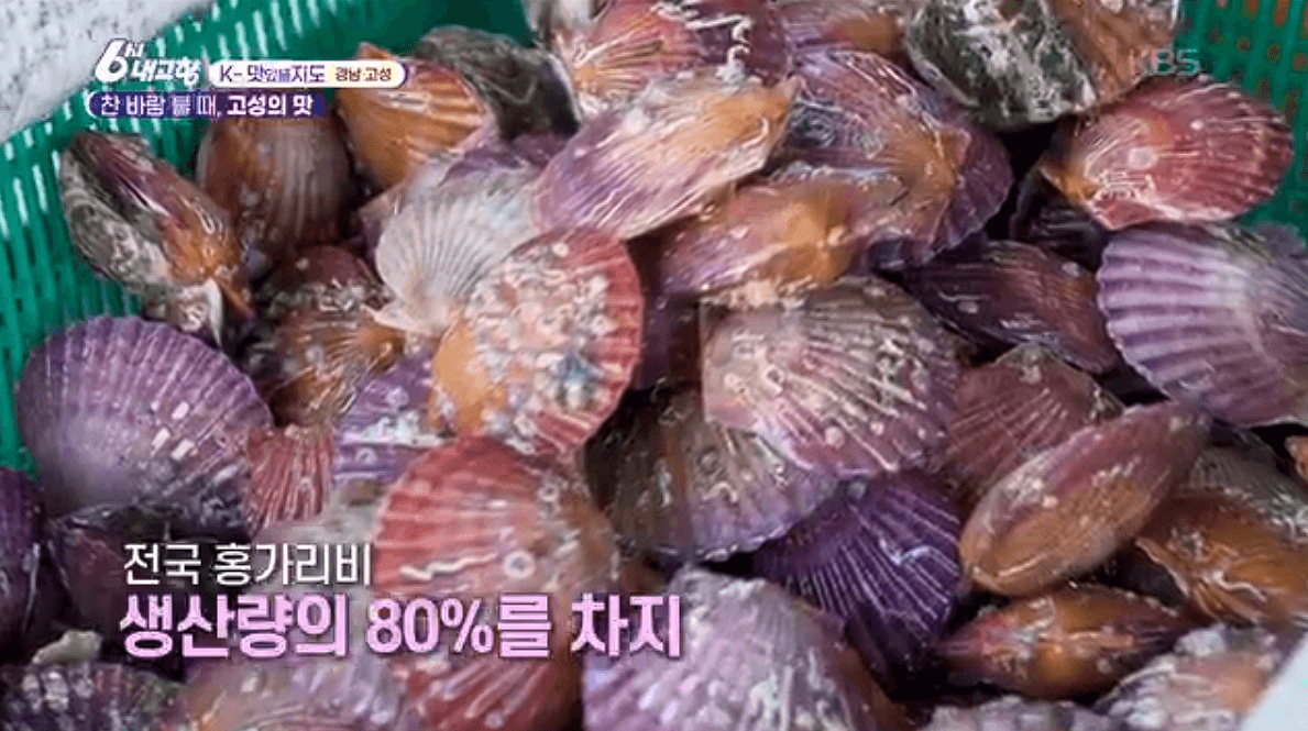 [6시내고향]경남 고성 제철 홍가리비 &amp;#39;계림새우나라&amp;#39; 예약 위치 연락처 정보