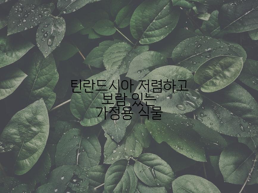 틴란드시아 저렴하고 보람 있는 가정용 식물
