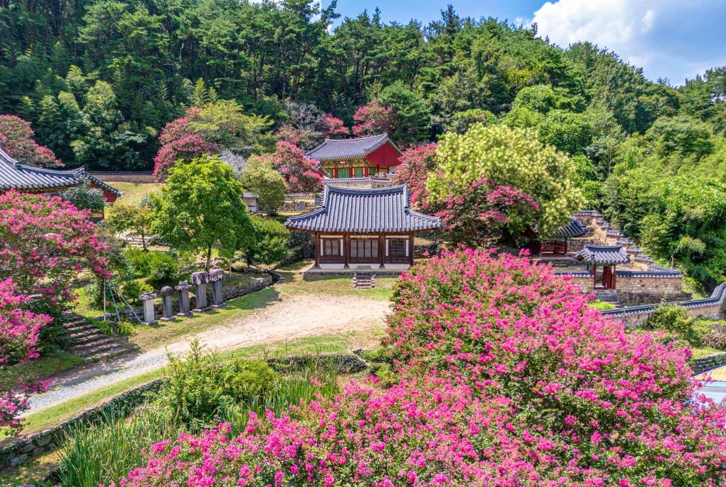 담양 죽림재 배롱나무