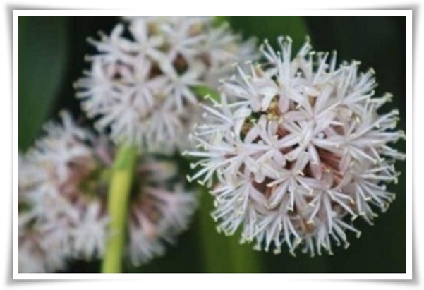 &quot;행운목&quot; 행운을 불러오며 실내 정원을 아름답게 가꾸는 초록의 친구!