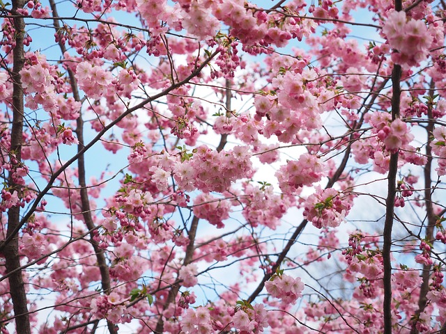 겹벚꽃 사진