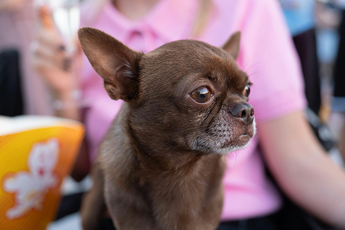 반려동물 강아지 이미지