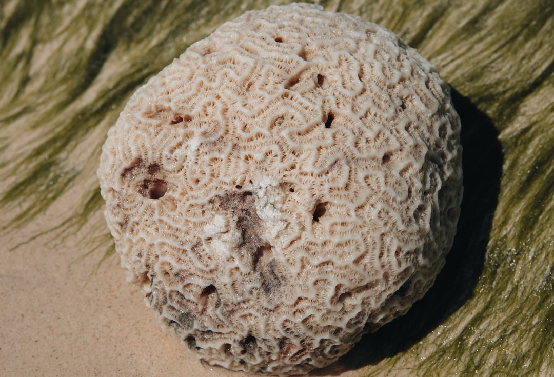 KakaoPay
