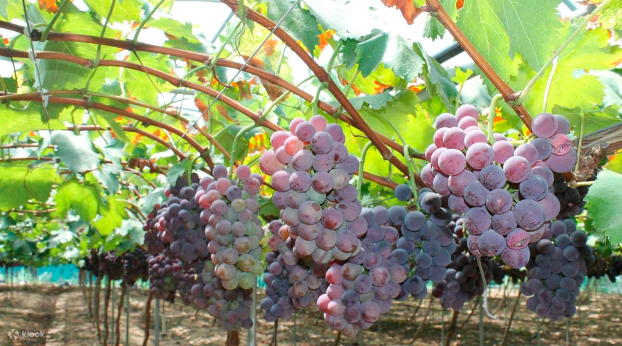 9월 첫째 주 축제 일정