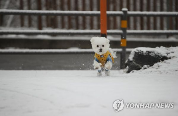 눈길에서 산책하는 강아지 모습