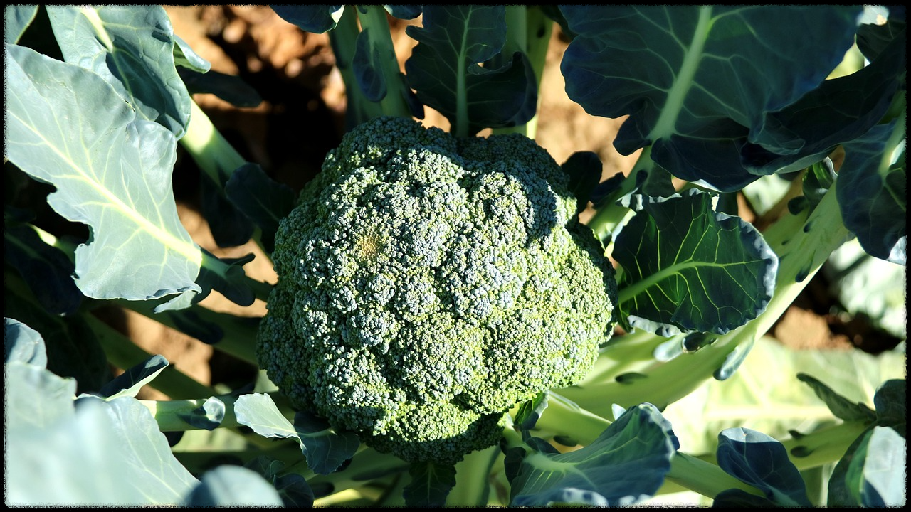 브로콜리 이미지15