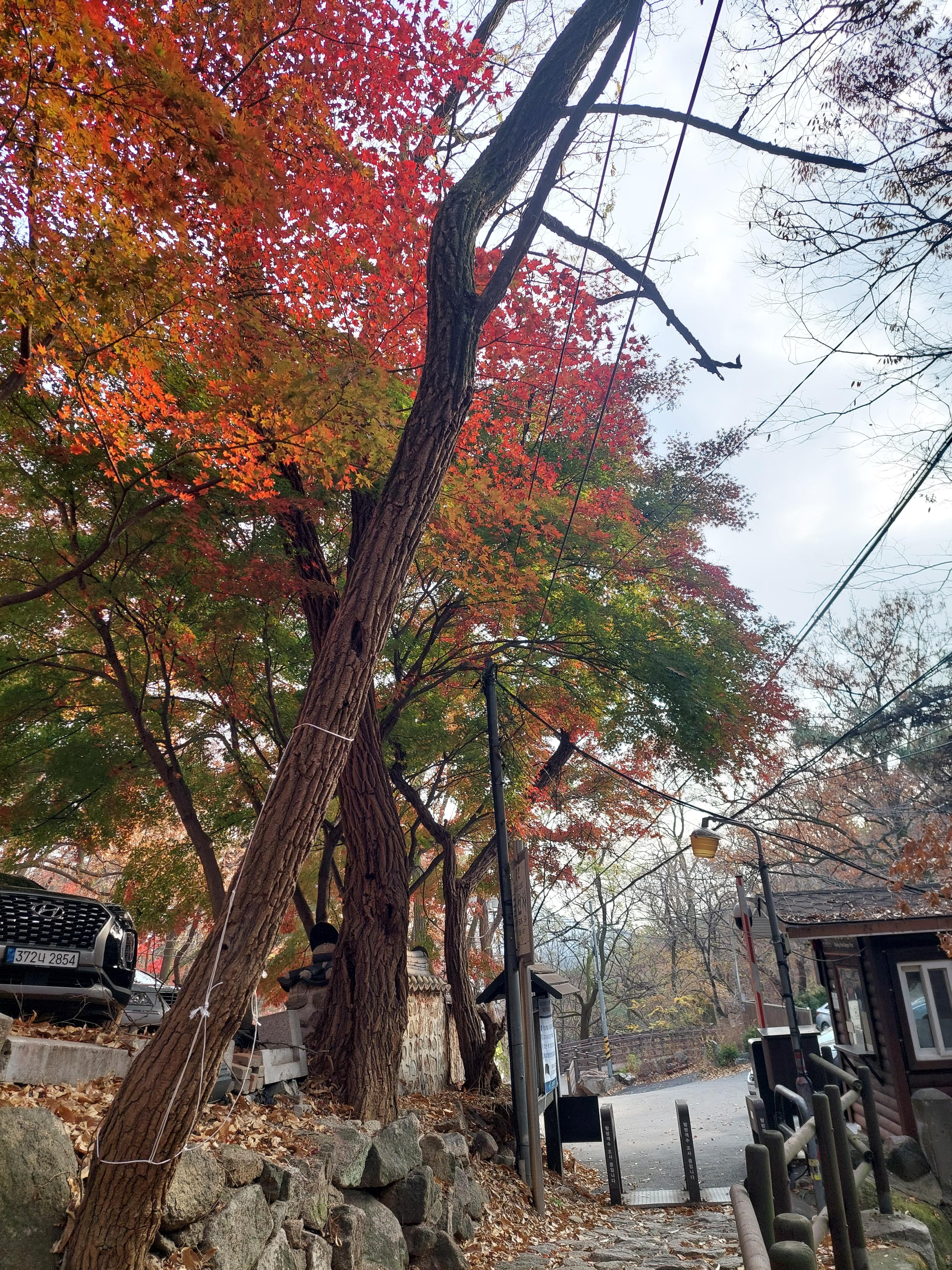 비봉