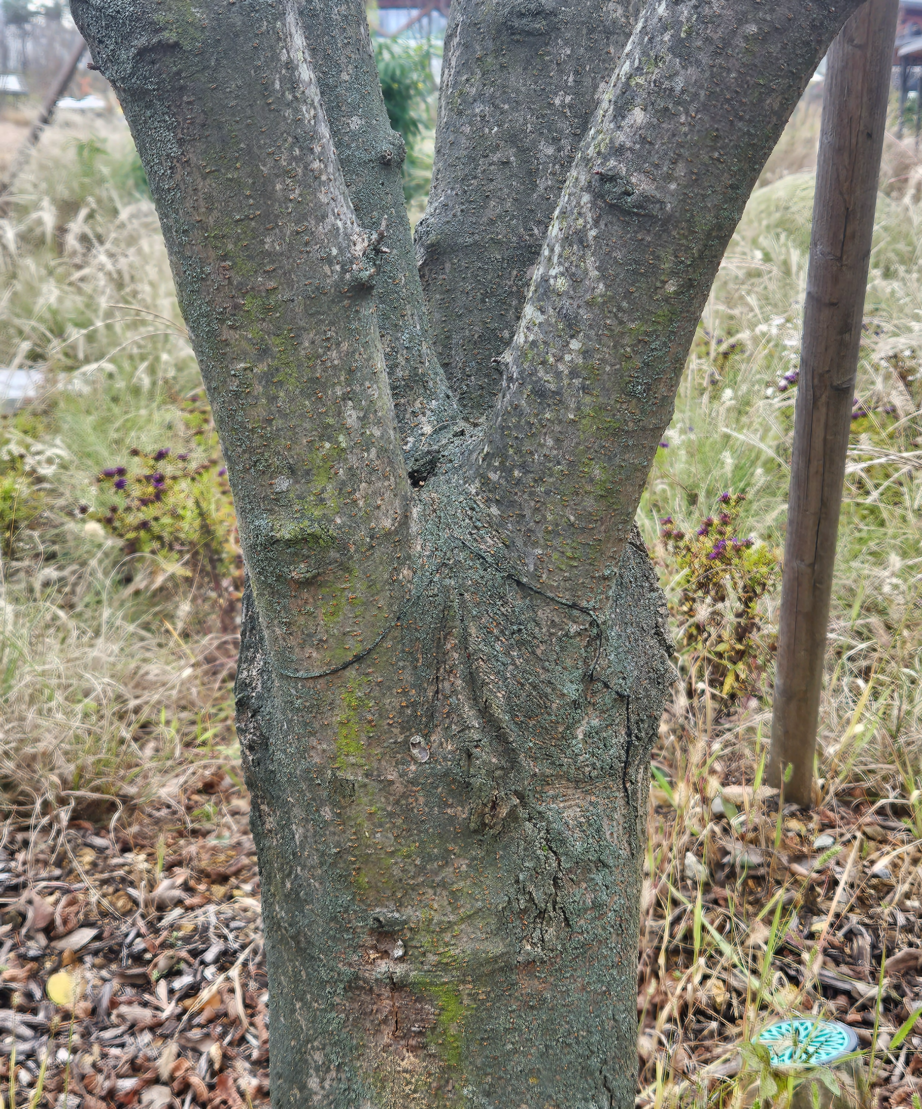 네군도단풍 수피2