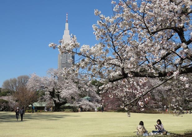 흰색 벚꽃이 피어 있고 잔디밭이 보인다.