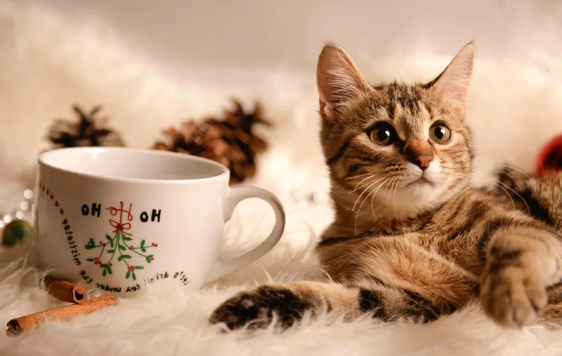 따뜻한 고양이 온도 조절