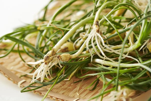 손질된 달래 이미지