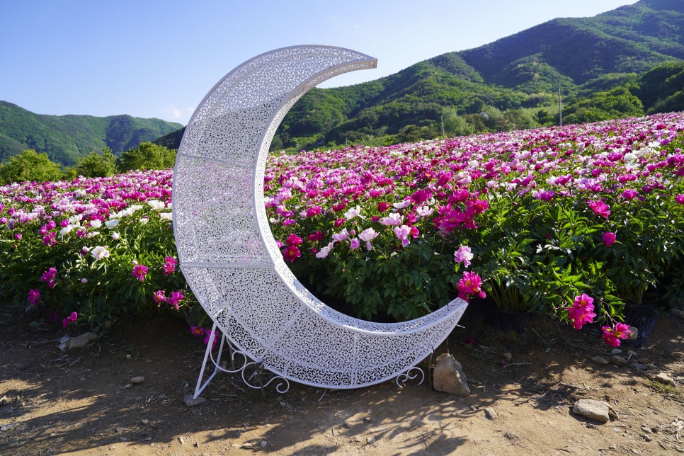 [5월 여행]영천작약꽃축제❘영천 삼창리&middot;정각리 작약꽃밭, 그리고 보현산약초식물원까지