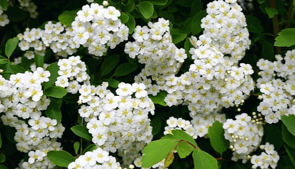 아주 작고 예쁜 하얀 꽃들이 한가득 피어있다. 가운데 꽃수술은 노란색이다.